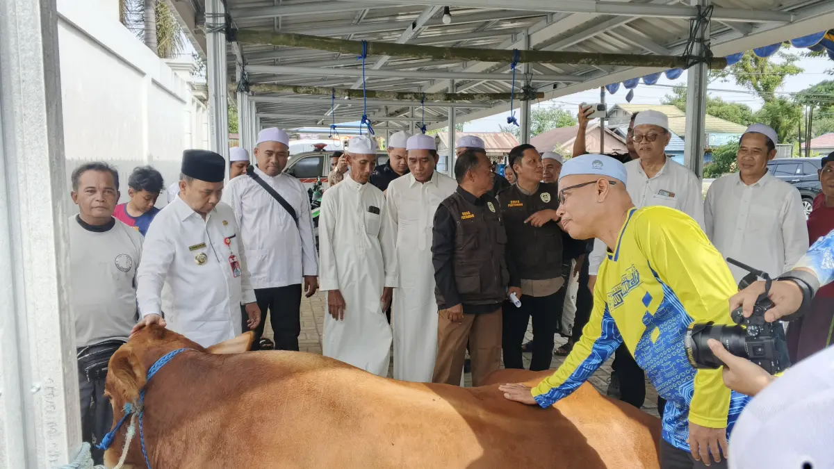 Presiden Prabowo Hibahkan Sapi Kurban 970 Kilogram ke Masjid Al-Mashlahah di Tapin, Kalimantan Selatan