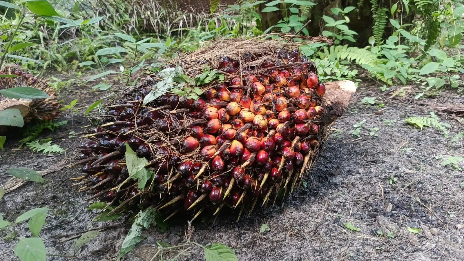 Harga TBS Sawit Petani Jambi Naik Lagi Periode 12-18 Juni 2026, Tembus Rp3.706 per Kg untuk Umur 10-20 Tahun