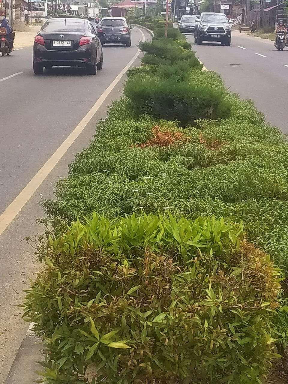 Kemarau Panjang di Bengkulu Bikin Taman Kota Layu, DLH Gandeng Damkar untuk Penyiraman