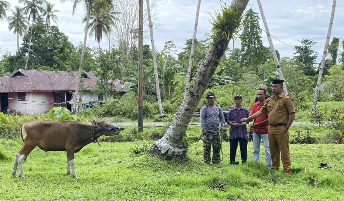 Pemda Kepulauan Sula Salurkan 48 Ekor Sapi Kurban Idul Adha 1447 H, Presiden Prabowo hingga Bupati Fifian Ikut Sumbang