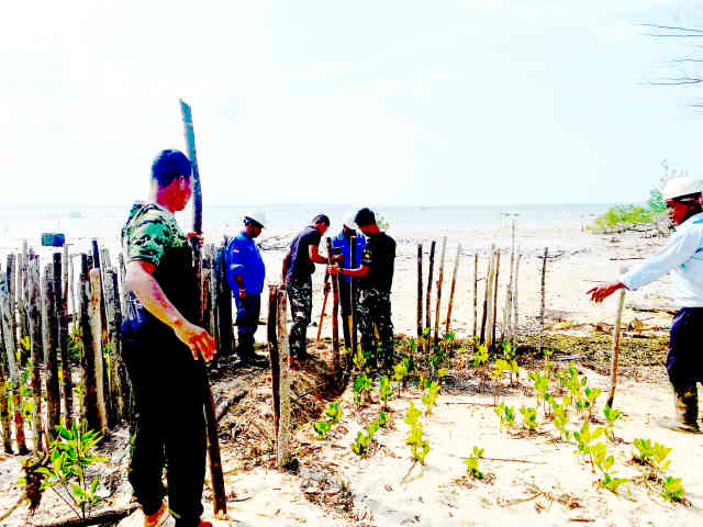 Satgas TMMD Ke-129 Kodim 0315/Tanjungpinang Tanam Ribuan Bibit Mangrove di Pesisir Teluk Diraja Bintan