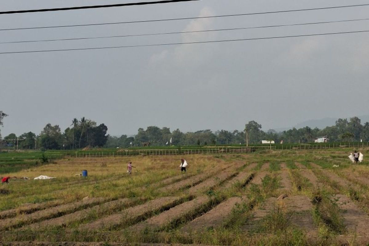 NTP Lampung Tembus 132,64, Daya Beli Petani Kopi dan Kakao Naik 2,11 Persen