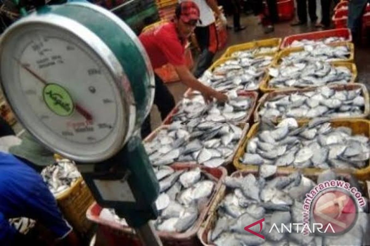 Perairan Temajuk Sambas Pasok Ubur-Ubur ke Malaysia, Omzet Capai Rp700 Juta per Musim