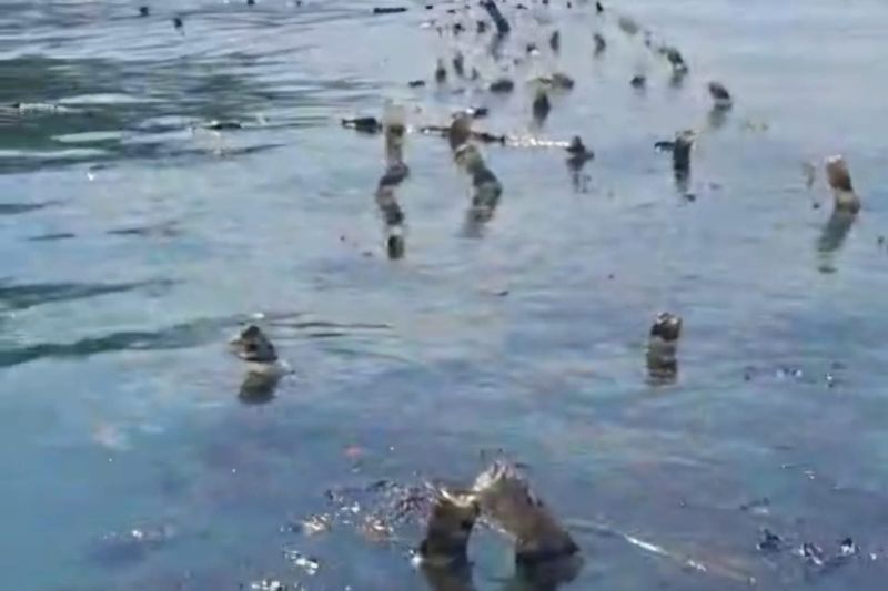 Tumpahan Oli di Pantai Semau Kupang Ancam 6 Desa, Rumput Laut Warga Terancam Rusak
