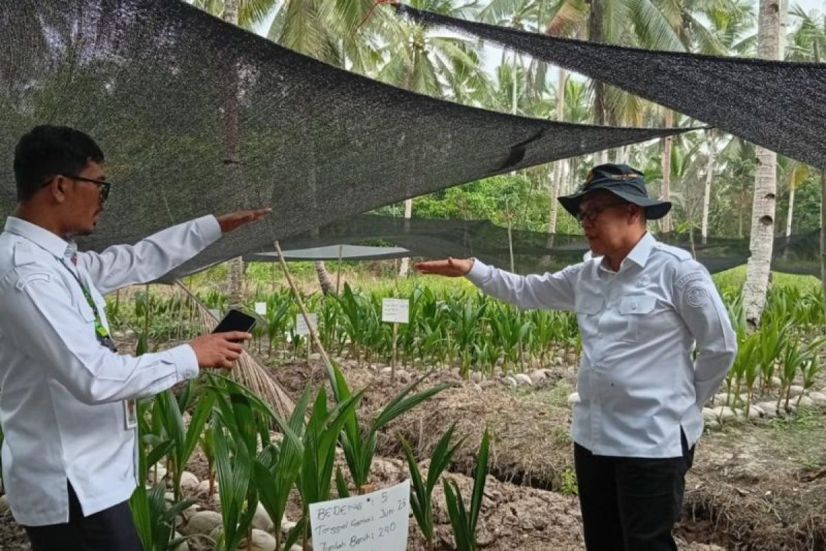 BRMP Kepri Siapkan 5.500 Bibit Kelapa untuk 50 Kelompok Tani di Bintan, Fokus pada Kualitas dan Keberlanjutan