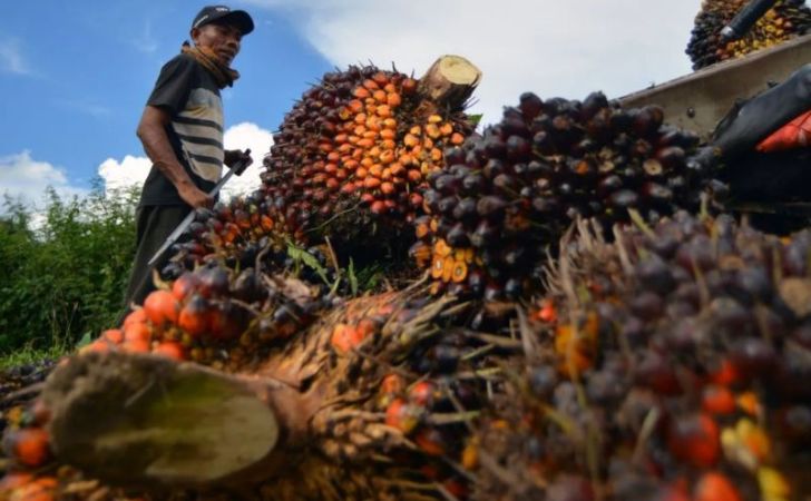 Harga TBS Sawit Pekebun Mitra di Sulbar Naik Rp121 per Kilogram, Tembus Rp3.276 pada Juli 2026