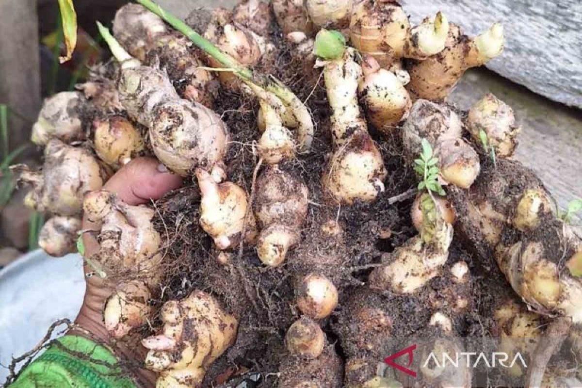 Produksi Jahe Aceh Timur Tembus 420 Ton dari 112 Hektare, Sembilan Kecamatan Jadi Sentra