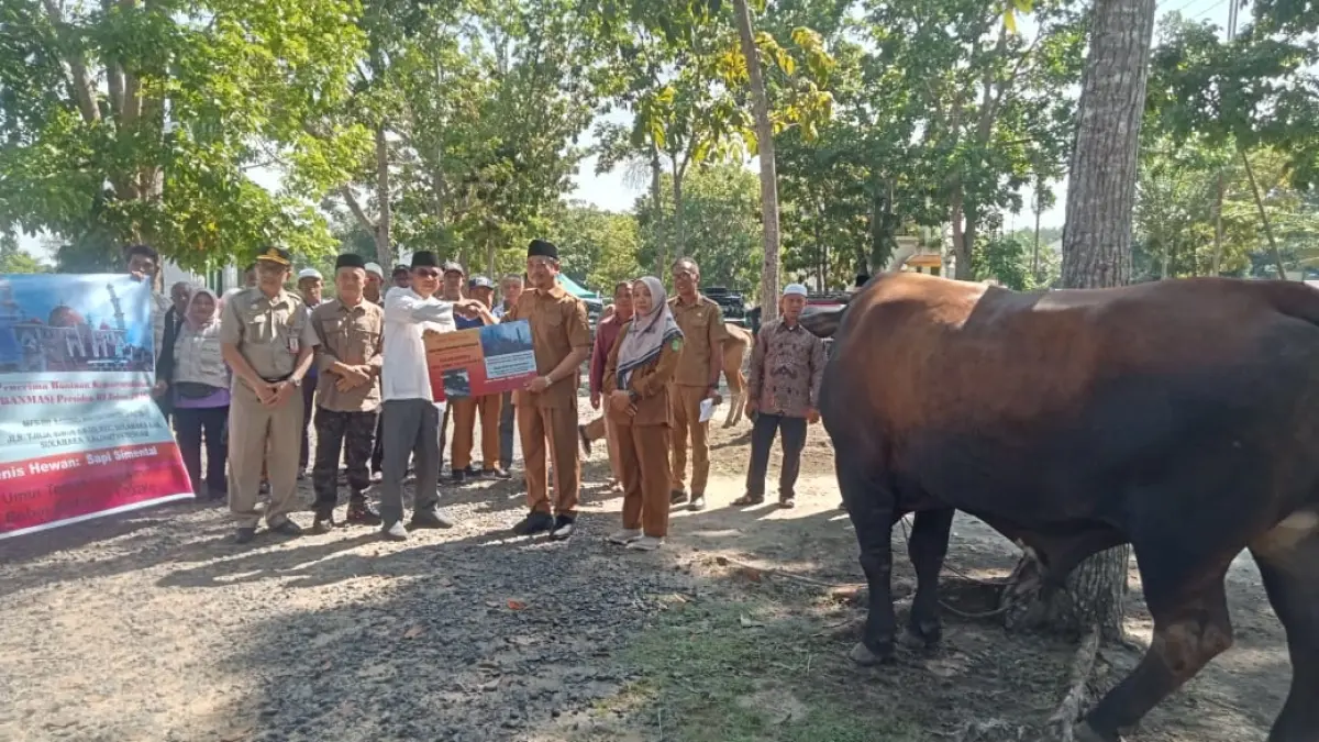Pemkab Sukamara Salurkan 43 Ekor Sapi Kurban ke Masyarakat, dari Bantuan Pemerintah dan CSR Perusahaan