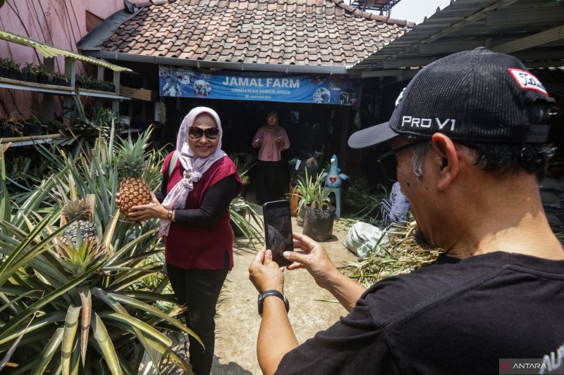 Jamal Farm Sleman Kembangkan Eduwisata Nanas Jumbo, Libatkan 5 Kelompok Warga Margoluwih