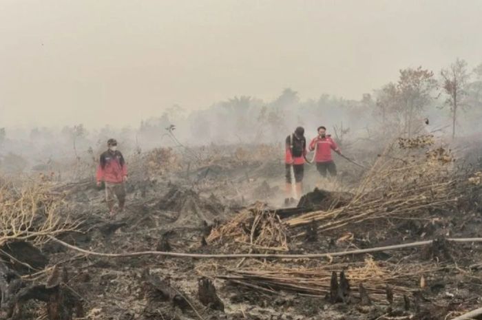Asap Karhutla Kalbar Tembus Malaysia, 6 Sekolah di Sarawak Ditutup dan 60 Orangutan Terancam