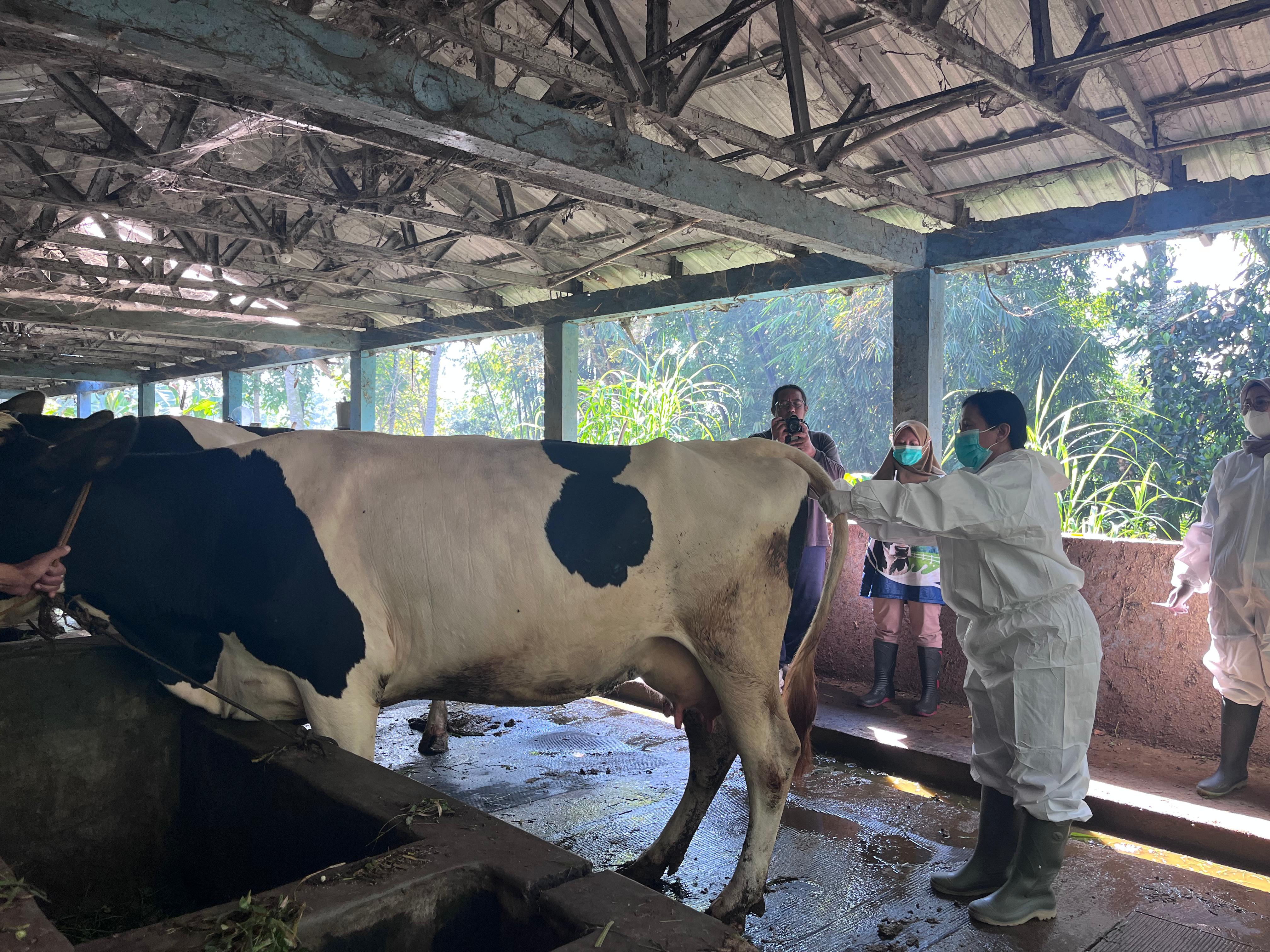 Dispangtan Salatiga Mulai Sinkronisasi Birahi 14 Sapi, Targetkan Kelahiran Serempak untuk Tambah Populasi Ternak