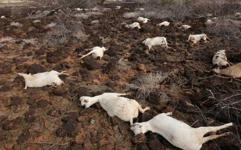 Belasan Domba Mati Dimangsa Hewan Liar di Sumedang, Warga Delapan Dusun Resah Ternak Diserang Setiap Malam