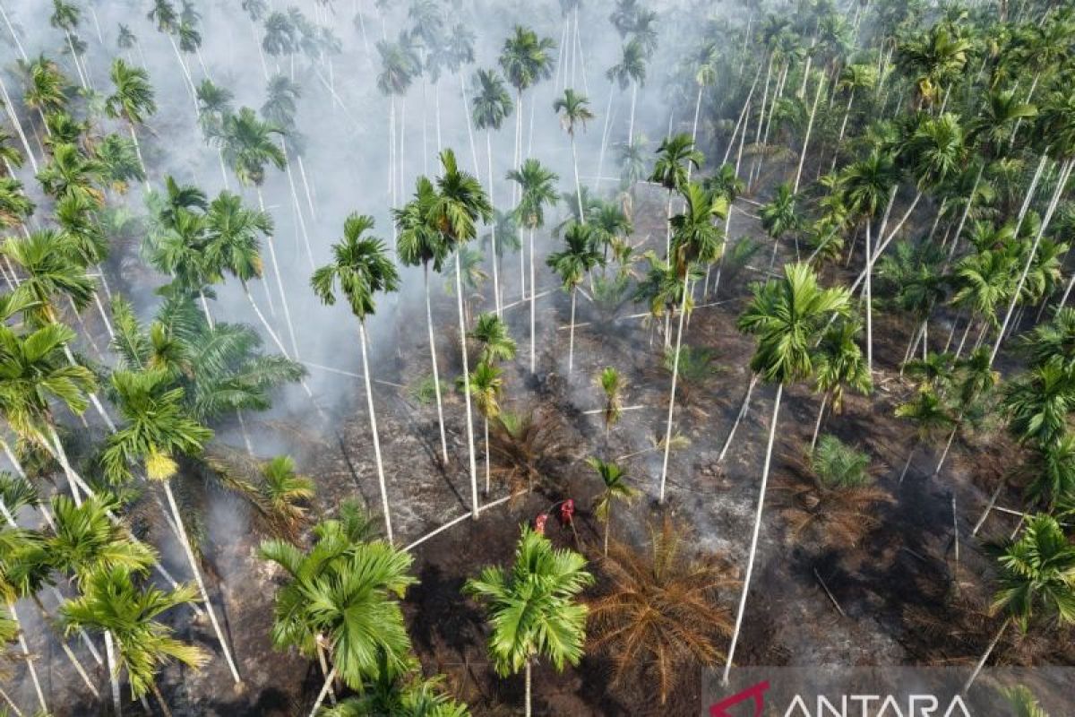 Kebakaran Lahan Satu Hektare di Kebun Pinang Tanjab Barat, Manggala Agni Jambi Terkendala Gambut Dangkal