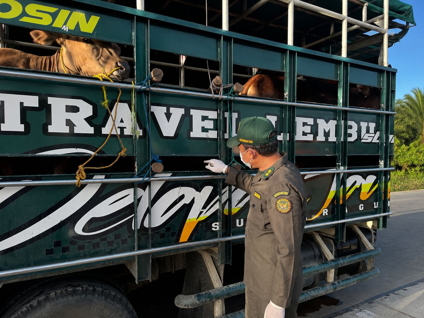 Lalu Lintas Hewan Kurban di Jambi Tembus 24.000 Ekor, Nilai Ekonomi Capai Rp111 Miliar