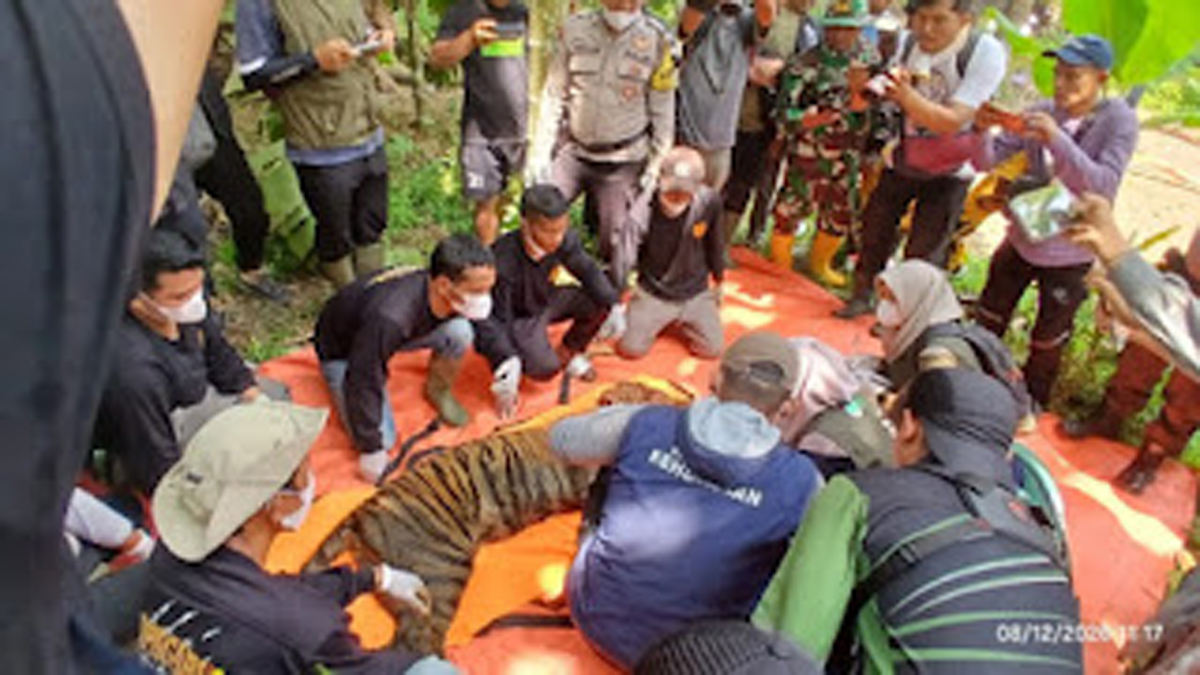 BKSDA Sumbar Evakuasi Harimau Sumatera Betina di Agam, Sempat Resahkan Warga Palupuh