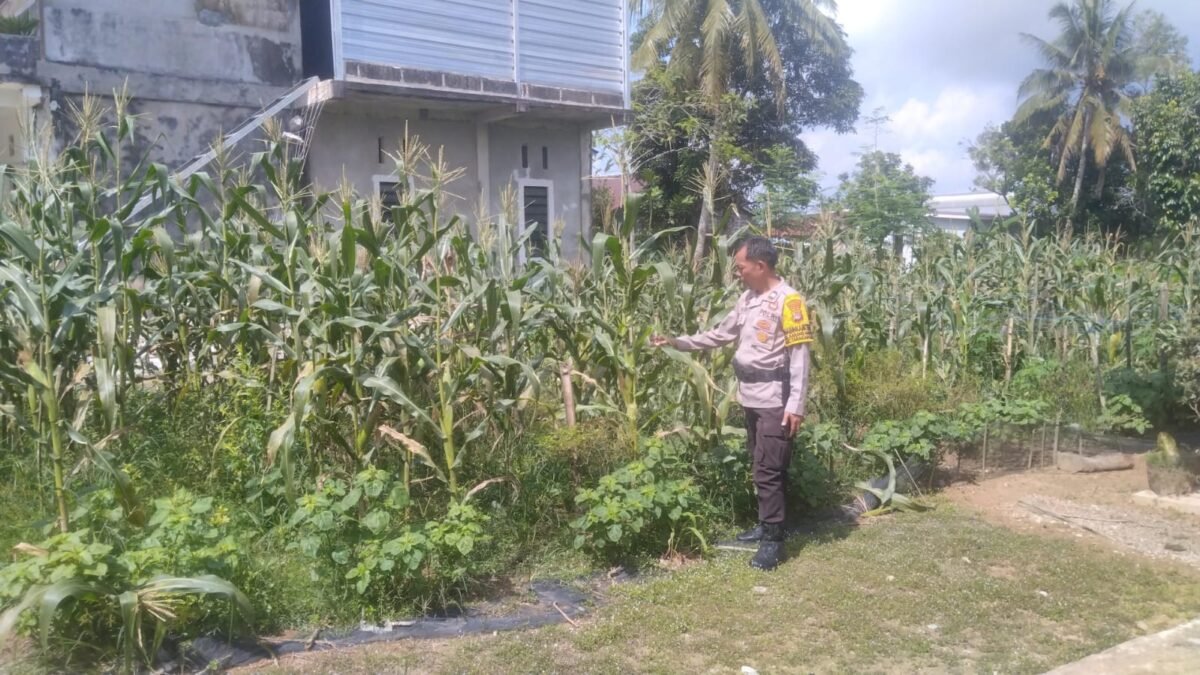 Bhabinkamtibmas Polres Tarakan Turun ke Kebun Jagung Warga: Pantau Tanaman, Serap Kendala Petani Demi Ketahanan Pangan