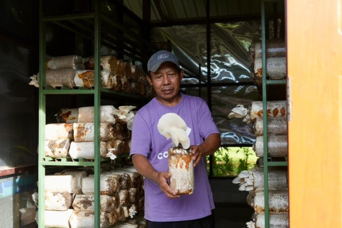 PLN Bangun Ruang Inkubasi dan Gelar Pelatihan Pemasaran untuk 10 Petani Jamur Tiram di Kampung Sabron Yaru, Jayapura
