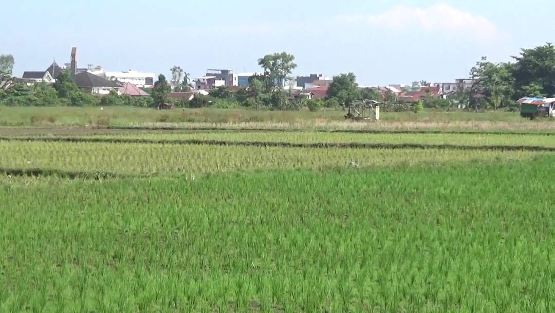 Serapan Pupuk Subsidi di Kalbar Tembus 80 Ribu Ton, HET Turun Jadi Rp 1.800 per Kilogram