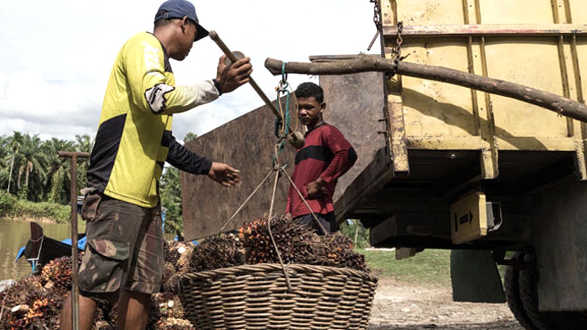 Harga TBS Sawit Sumut Periode 8-14 Juli 2026 Naik Tipis Rp1,16 per Kg, Petani Sawit di Medan Masih Menanti Stabilitas