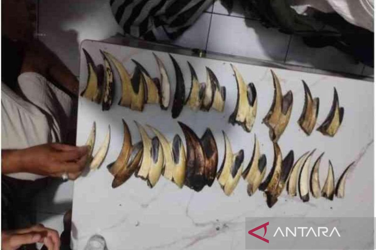 Balai Gakkum Sumatera Tangkap Pengedar Sisik Trenggiling dan 16 Paruh Rangkong di Padang, Terancam 15 Tahun Penjara