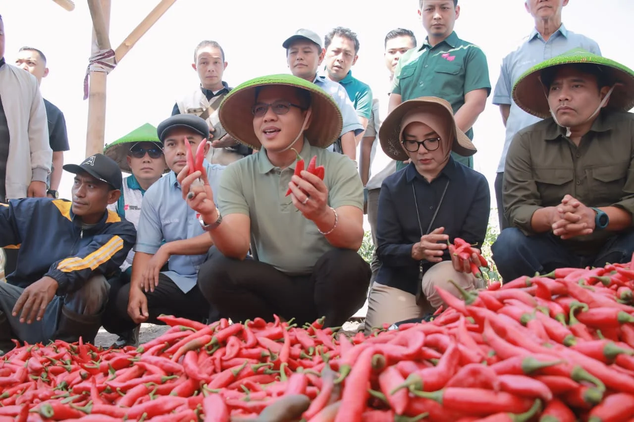 Bupati Bandung Sebut KDMP Lengkong Berpotensi Raup Omzet Rp500 Juta per Hektare dari Cabai, Siapkan Skema Modal LPDB dan KUR