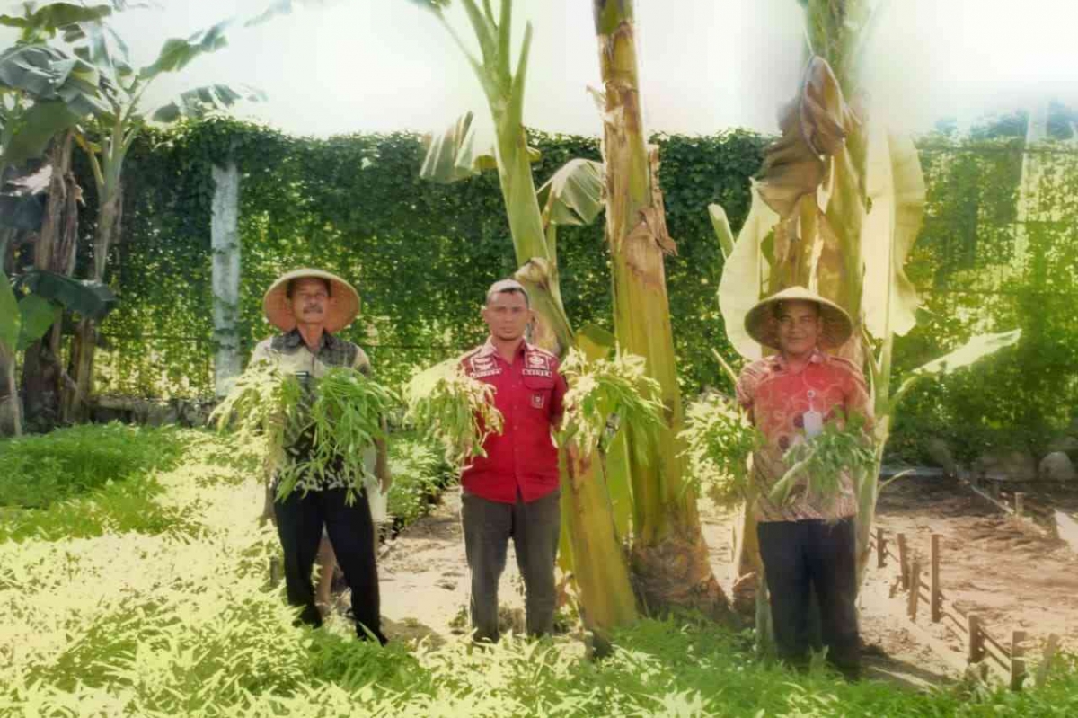 Wujud Pembinaan Kemandirian, Lapas Kelas IIA Ternate Panen Kangkung Organik dari Lahan Asri di Dalam Penjara