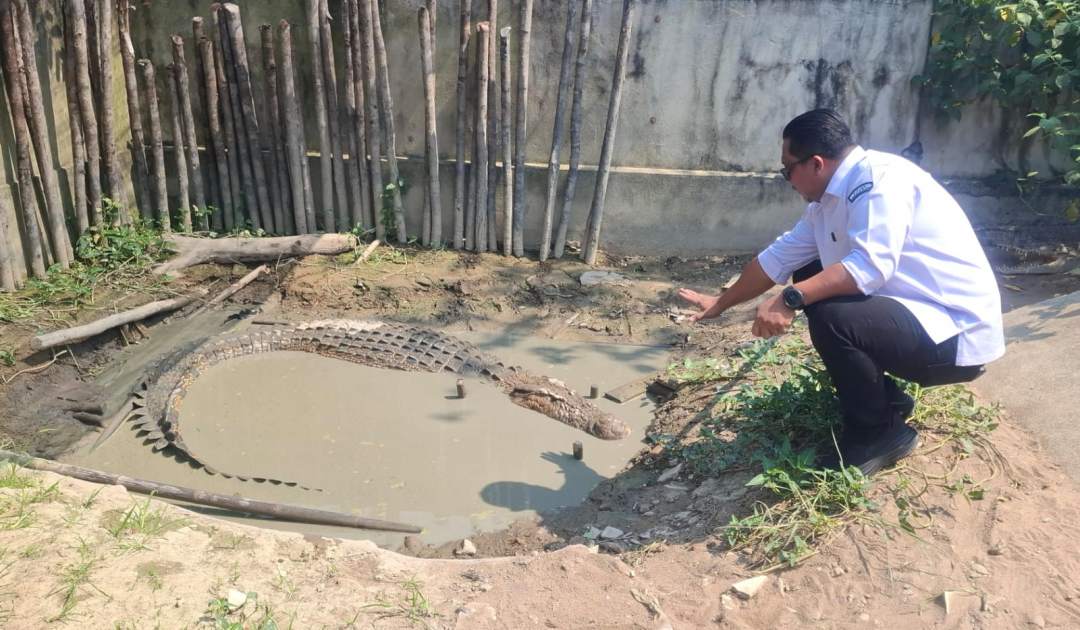 13 Buaya Hasil Konflik dengan Warga di Kalbar Ditampung Balai PK Pontianak, Pemanfaatan Terbatas Mulai Disiapkan