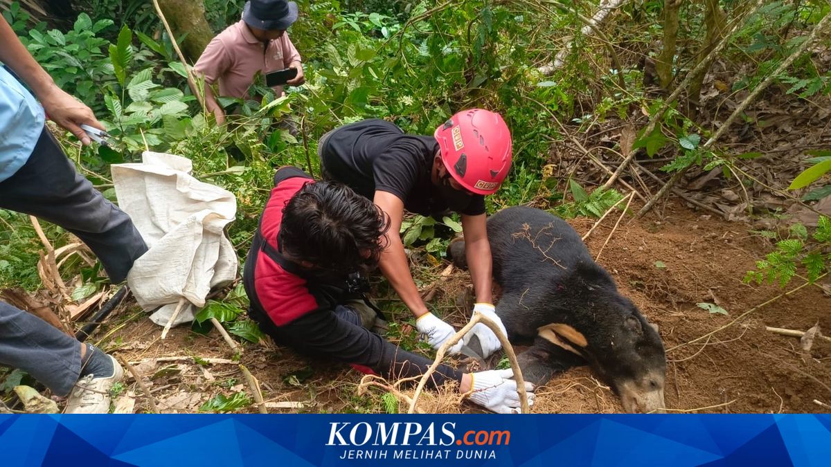 Beruang Madu Betina Terjerat Perangkap Babi Hutan di Pasaman, Kaki Robek dan Terinfeksi Lalat