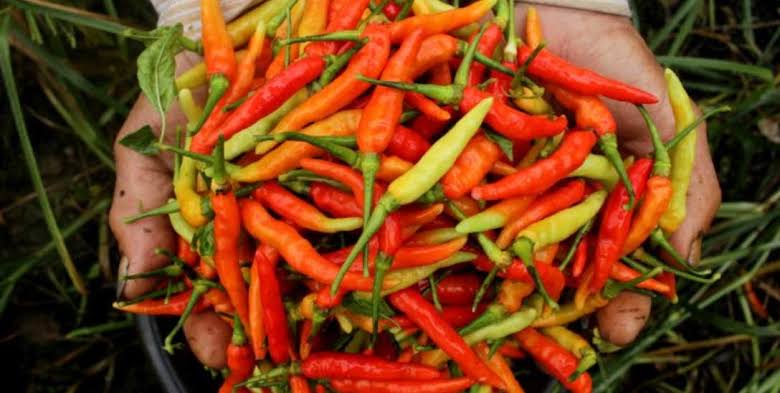 Harga Cabai di Ternate Tembus Rp150 Ribu per Kilogram Jelang Iduladha, Pedagang dan Pembeli Kaget