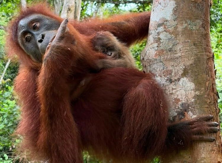 Bayi Orang Utan Sumatera Lahir di Cagar Alam Jantho Aceh Besar, Induk Wenda Bukti Keberhasilan Rehabilitasi