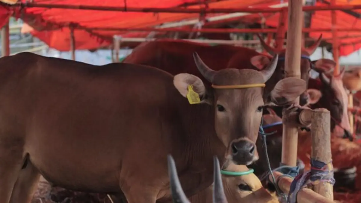 Wali Kota Samarinda Andi Harun Larang Panitia Kurban Buang Darah dan Isi Rumen ke Parit, Wajib Dikubur