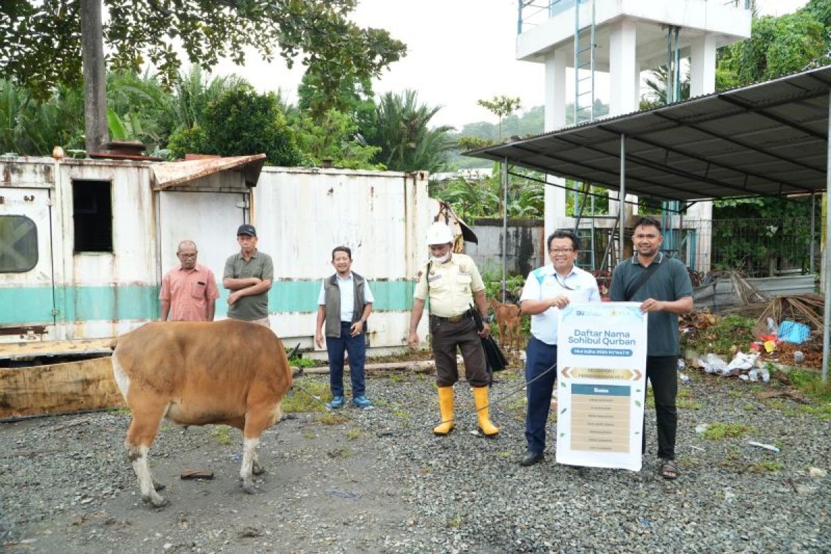 69 Hewan Kurban Disalurkan PLN ke Masjid-Masjid di Maluku dan Maluku Utara, 60 Sapi dan 9 Kambing