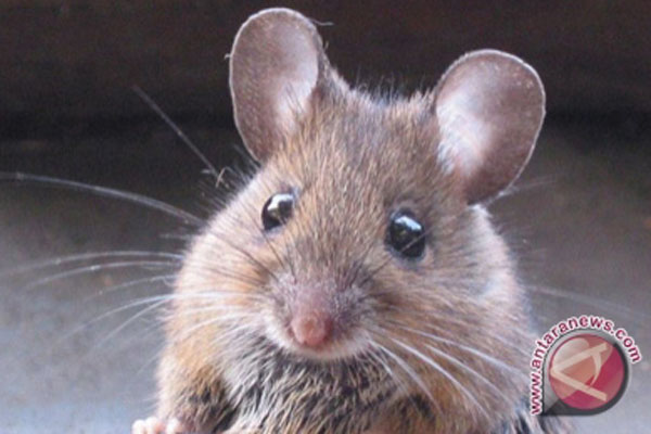 Pakar UNAIR Ingatkan Warga DIY Waspadai Hantavirus dari Tikus Liar, Bisa Sebabkan Gagal Ginjal