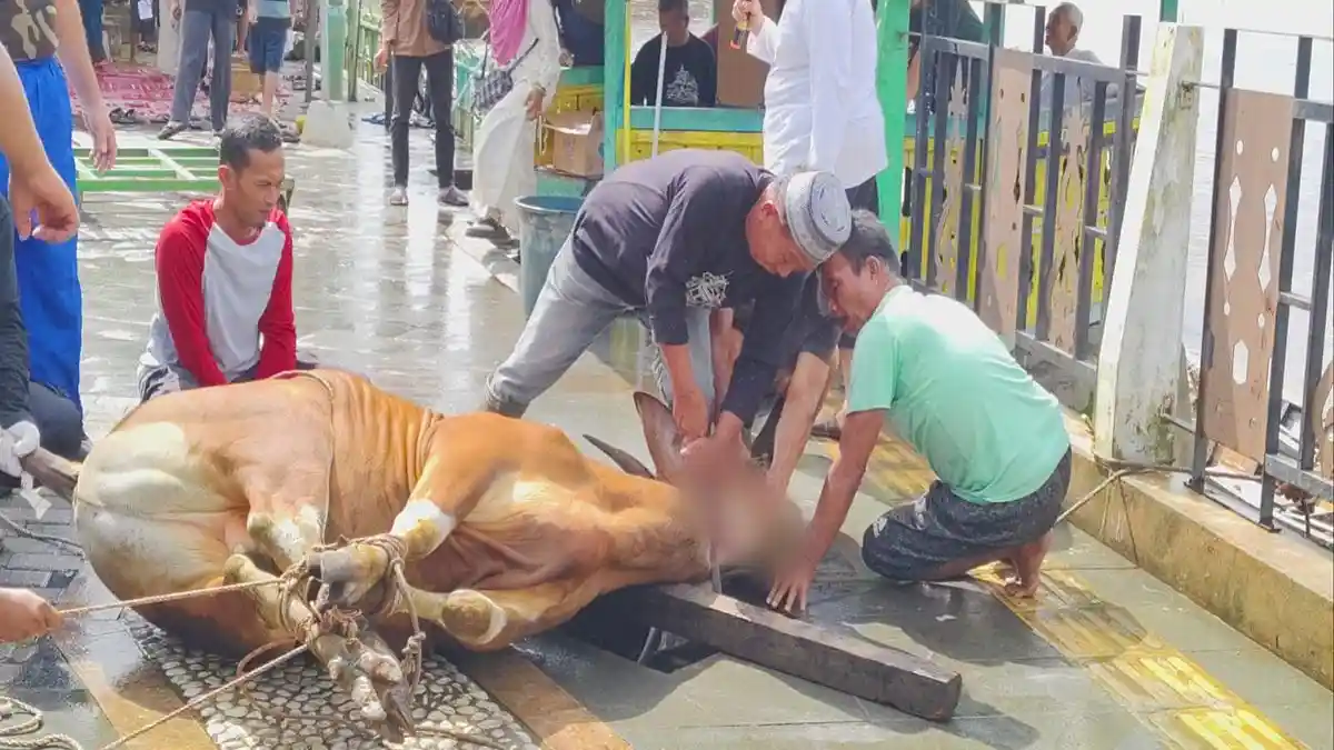 Masjid Jami Sultan Ayub Sanggau Bagikan 511 Kupon Daging Kurban, 9 Sapi dan 5 Kambing Disembelih