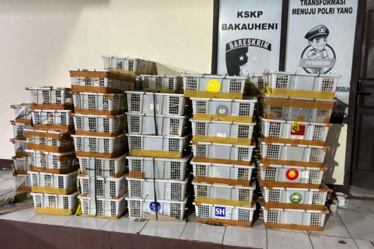 BKSDA Bengkulu Amankan 2.775 Burung Ilegal di Pelabuhan Bakauheni, 71 Keranjang Ditemukan di Bagasi Bus