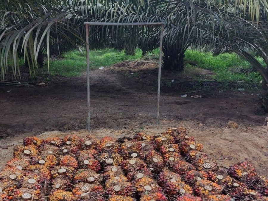 Harga TBS Sawit Pasaman Barat 3 Juli 2026 Tembus Rp3.754 per Kg, Tiga Kategori Kemitraan Jadi Acuan Petani