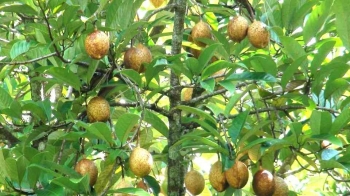 Separuh Kebun Pala Aceh Selatan Tak Produktif Akibat Serangan Penyakit, Harga Biji Masih Rp 26.000 per Kg