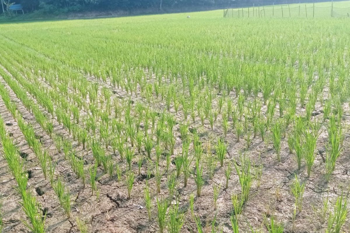 808 Hektare Sawah di Pandeglang Terancam Kekeringan, DPKP Kerahkan Pompanisasi dan Petugas Pantau 17 Kecamatan