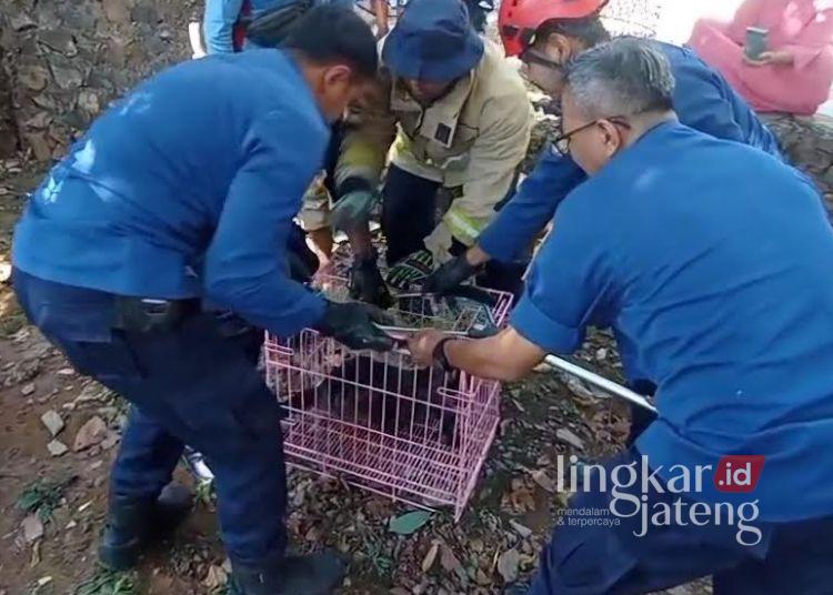 Lutung Liar Tersengat Listrik Tegangan Tinggi di Semarang, Tangan Kiri Nyaris Putus Dievakuasi Damkar ke BKSDA
