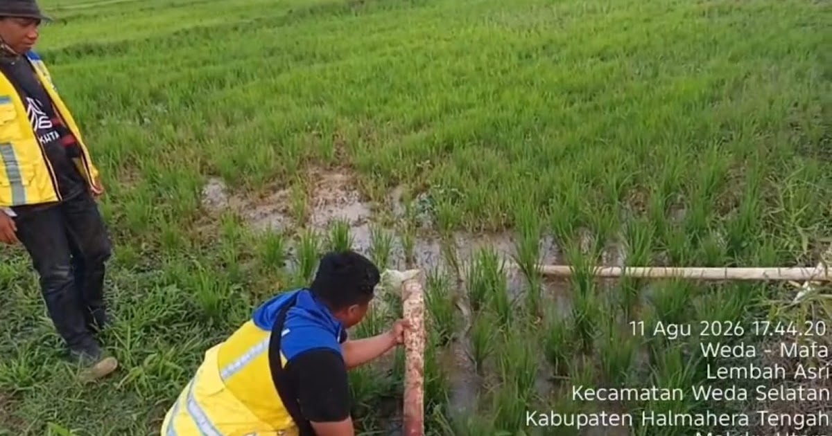Kemarau di Halmahera Tengah, BWS Maluku Utara Kirim 150 Ribu Liter Air untuk 80 Petak Sawah di Weda Selatan