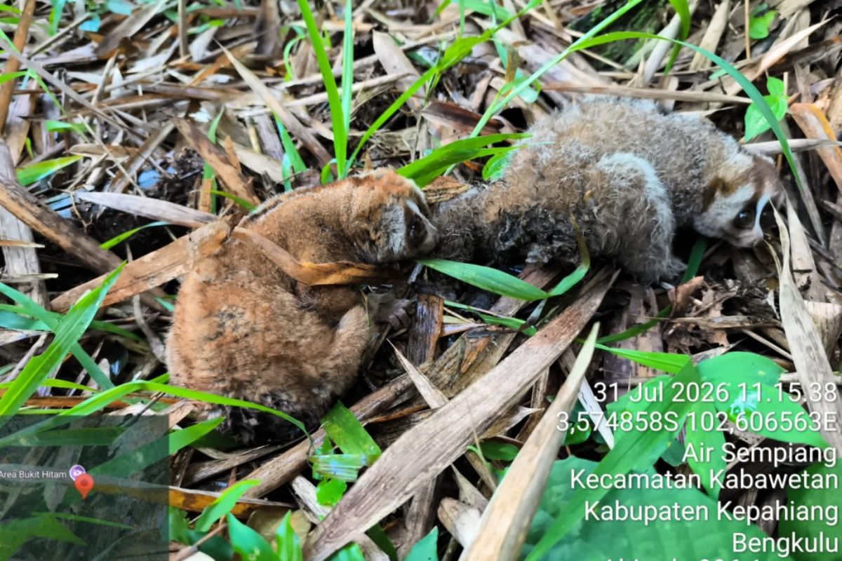 BKSDA Bengkulu Lepasliarkan Dua Kukang di TWA Bukit Kaba, Warga Kepahiang Serahkan Sukarela ke Petugas
