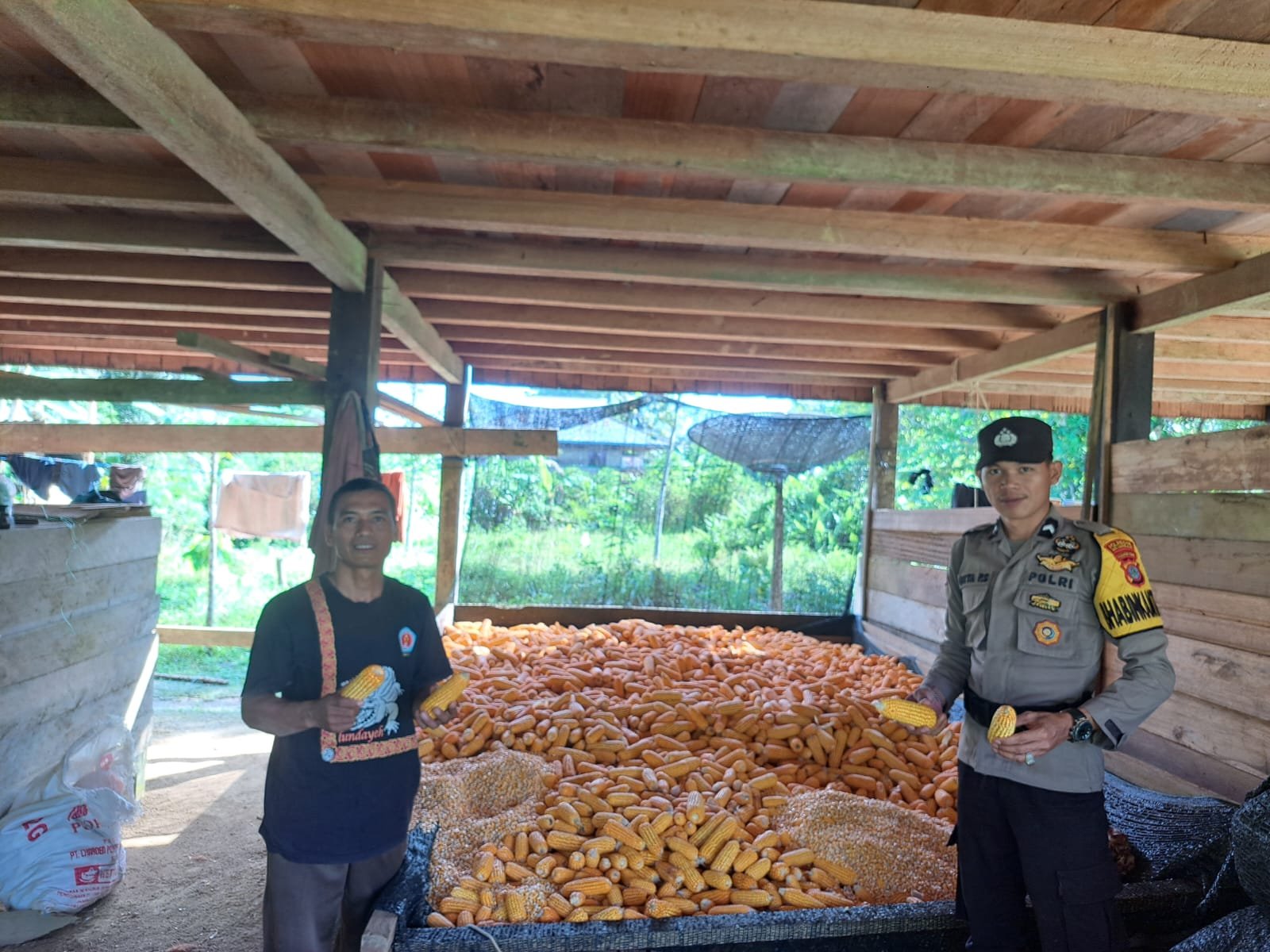 Bhabinkamtibmas Polsek Tanjung Palas Timur Kawal Panen Jagung 1,8 Ton di Lahan 1,5 Hektare, Dukung Ketahanan Pangan