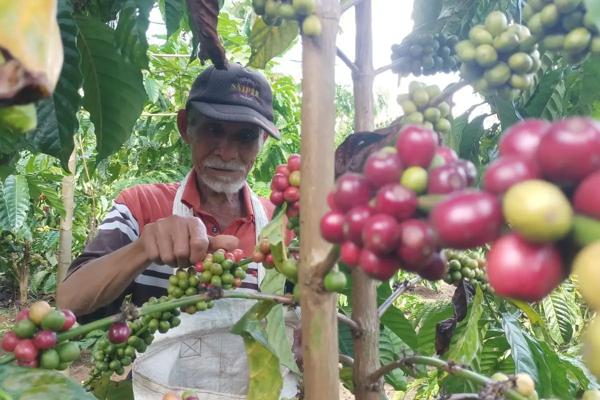 Kopi Arabika dan Kayu Manis Jadi Andalan Baru Petani Renah Pemetik Kerinci, Akses Jalan Mulai Membaik
