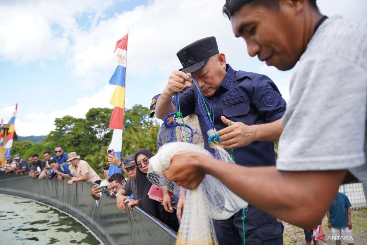Pemprov Malut Panen 1,5 Ton Udang Vaname, Target PAD Meningkat Lewat Tambak Semi Intensif di Halmahera Barat