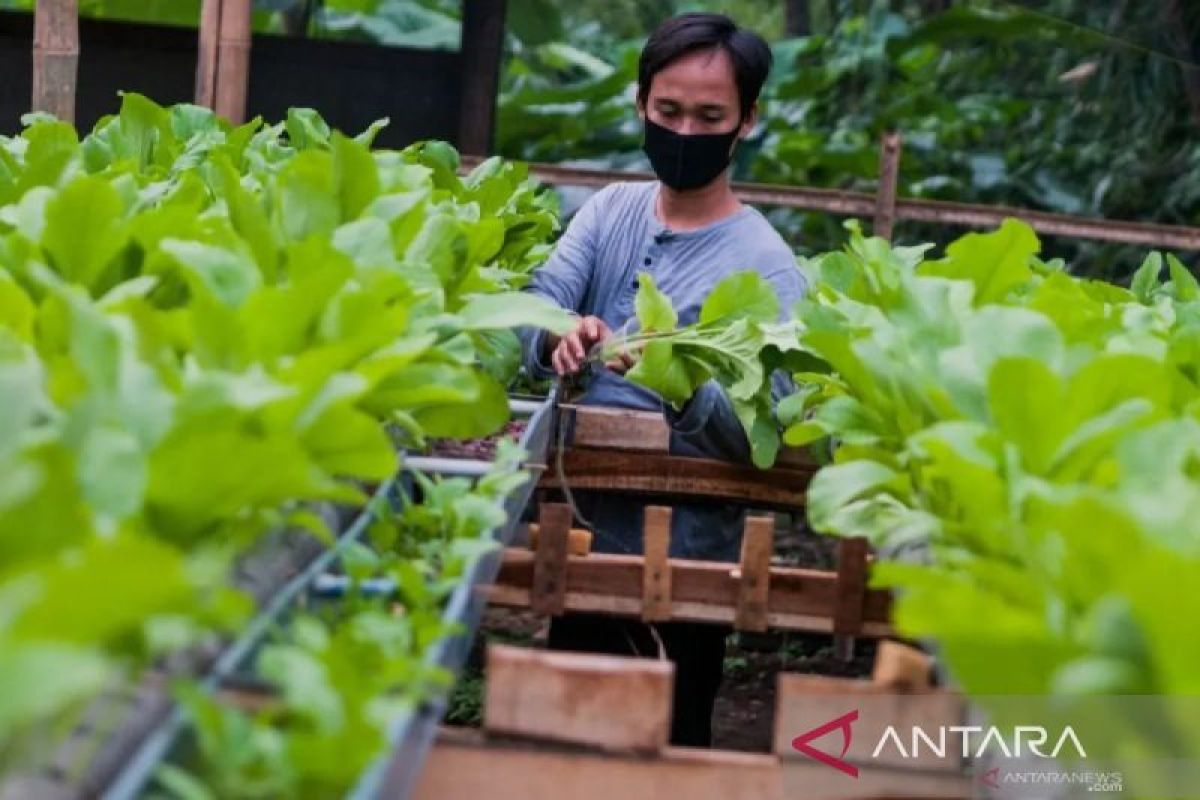 Pemkot Cimahi Genjot Urban Farming dan Budikdamber Antisipasi Kemarau Panjang, Stok Beras Cadangan Capai 74 Ton