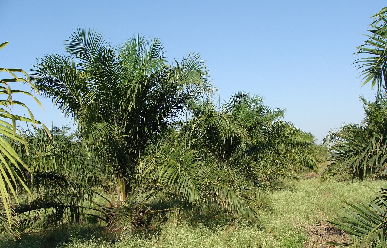120 Petani Empat Lawang Dikirim ke Palembang Ikuti Pelatihan Sawit Gratis, Target Produktivitas Naik