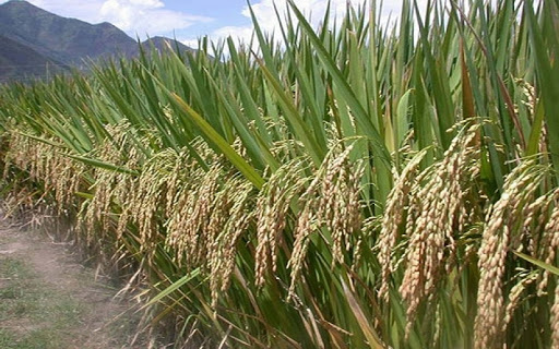 Target Produksi Gabah 12 Ton per Hektare, Pemprov Sumbar Optimistis Lewat Program PM-AAS
