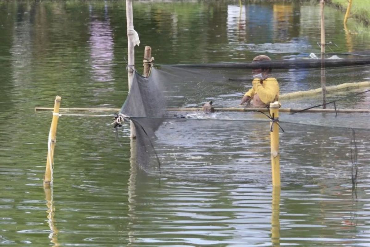 Pemprov Lampung Revitalisasi Tambak Udang Dipasena di Tulang Bawang, Hadapi Oversupply dari Ekuador dan India