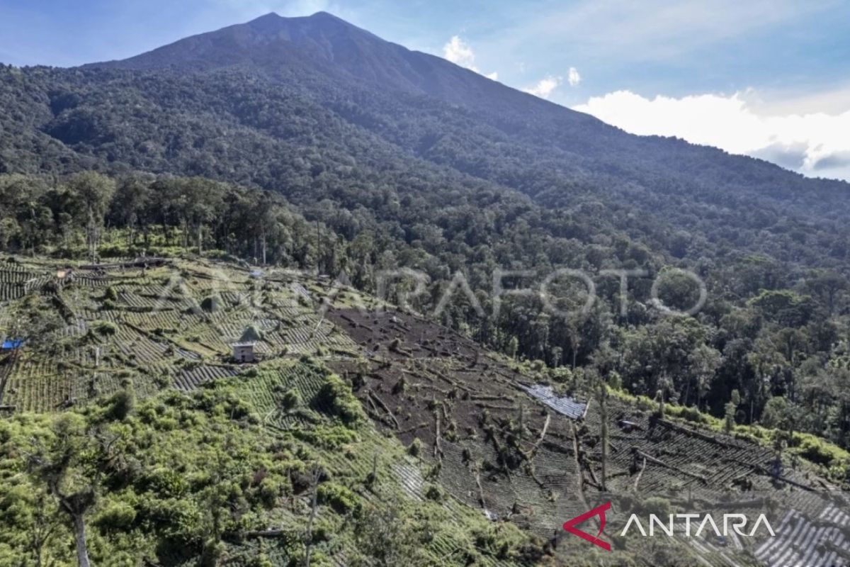 BBTNKS Tanam 9.000 Bibit Pohon di Sepanjang 15 Kilometer Kaki Gunung Kerinci, Libatkan Dua Desa