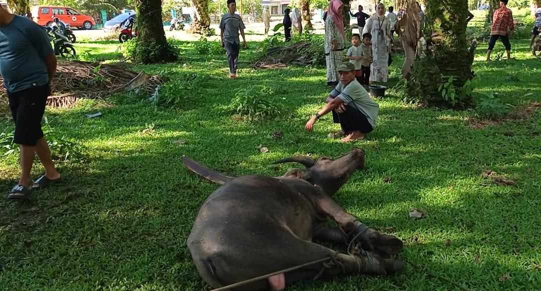 Bupati Bengkulu Selatan Hibahkan Satu Ekor Kerbau Kurban untuk Warga Desa Padang Lebar, Total 13 Hewan Disembelih